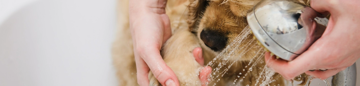 mycie psa